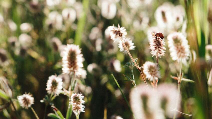 Яке церковне свято 2 серпня: що категорично заборонено цього дня