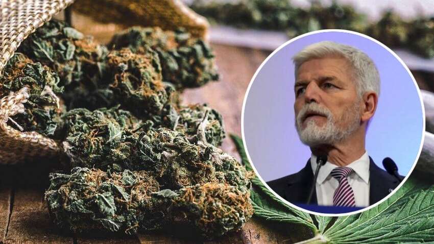 Країна ЄС частково легалізувала канабіс: де тепер можна вирощувати та зберігати коноплю