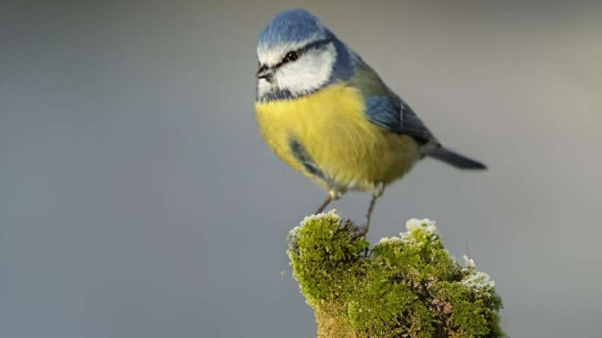 Думаешь, синичка – это просто милая птичка: вот 3 вещи, которые она делает, и от них становится жутко