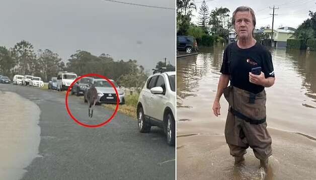 Кенгуру намагався втопити чоловіка в Австралії