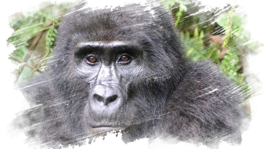 Браконьєр в Уганді отримав 11 років в'язниці за вбивство рідкісної горили Браконьєр в Уганді отримав 11 років в'язниці за вбивство рідкісної горили