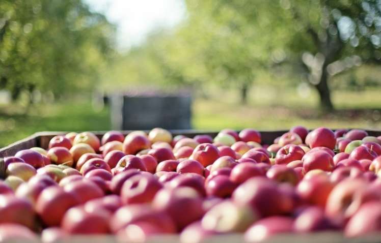 Українці беруть гранти на розвиток садів: яким культурам віддають перевагу Українці беруть гранти на розвиток садів: яким культурам віддають перевагу