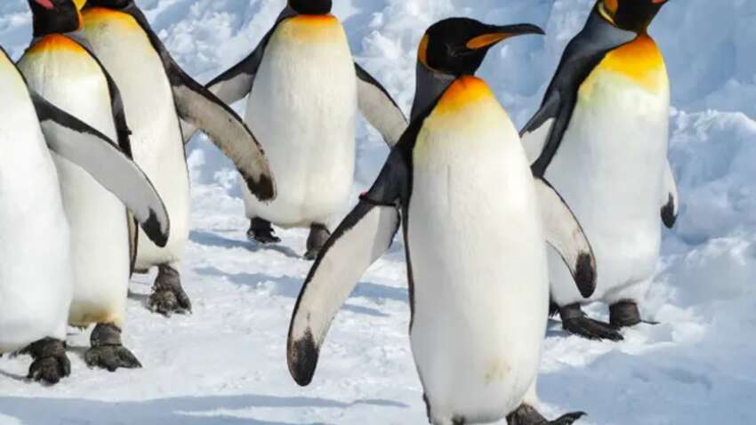 Тисячі пташенят гинуть: чому пінгвіни під загрозою 