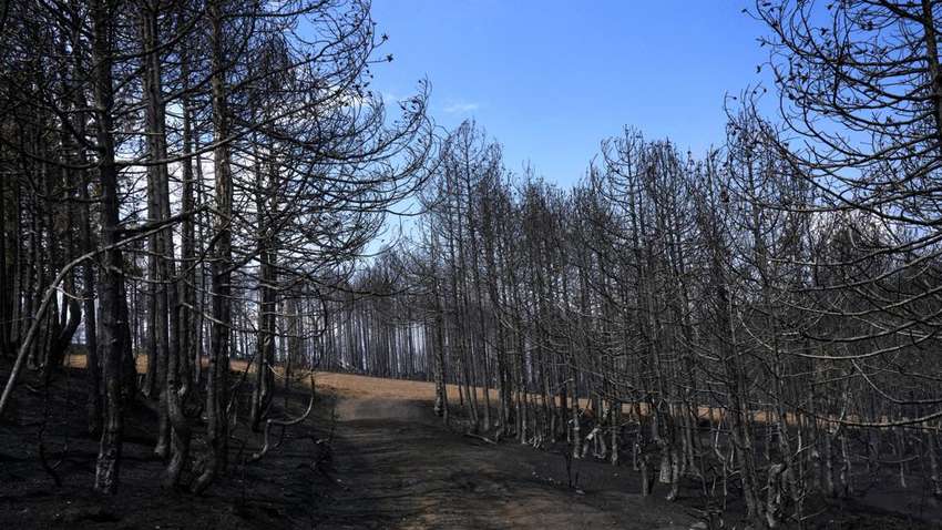 У Греції на острові Евбея знову спалахнула лісова пожежа У Греції на острові Евбея знову спалахнула лісова пожежа