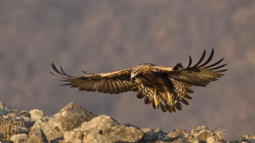 Скандал в Одесі: копів звинуватили у вбивстві золотого орла, який занесений в "Червону книгу" (ФОТО 18+)