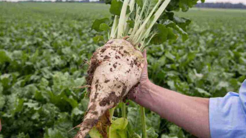 Експорт лише для заводів: у Раді заявили про дискримінацію виробників цукрових буряків Експорт лише для заводів: у Раді заявили про дискримінацію виробників цукрових буряків