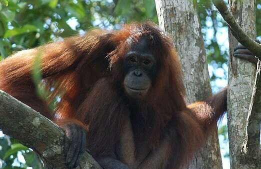 Орангутанга превратили в секс-рабыню на Борнео: ее годами держали в борделе