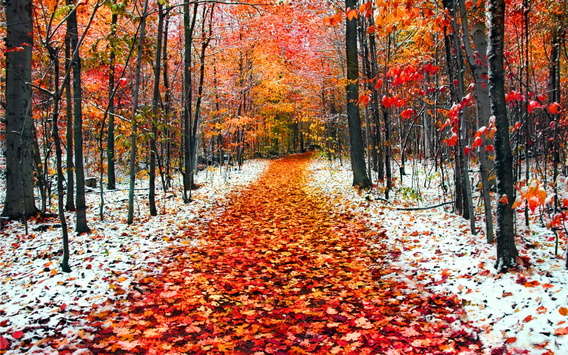 Синоптик попередив українців про опади та заморозки в листопаді