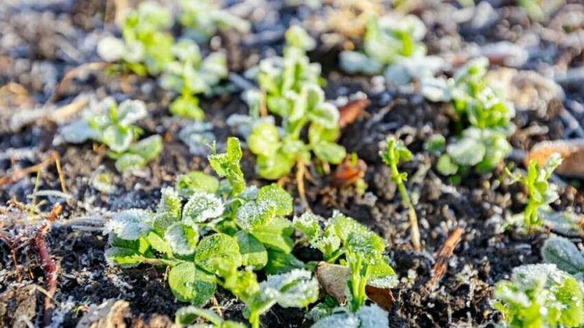 Як захистити розсаду від холодів: дієві поради