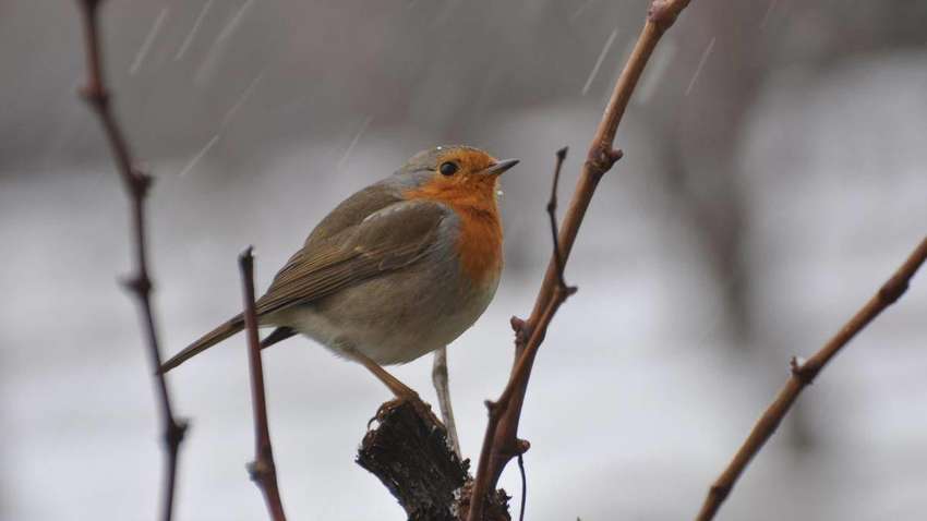 Почти весна: синоптики сообщили, когда в Украину придет тепло Почти весна: синоптики сообщили, когда в Украину придет тепло