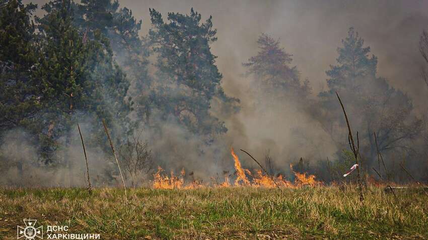 Харківщина у вогні: що відбувається з сотнями гектарів лісів