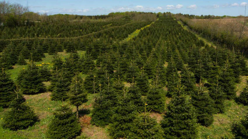 Шокирующая правда о новогодних деревьях: один выбор – праздничное настроение, другой – десятки лет токсического загрязнения