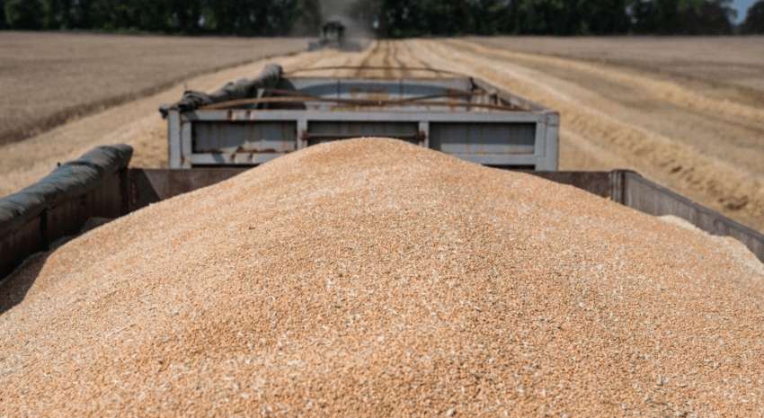 Польша продлит запрет на экспорт украинского зерна: что стоит за этим решением Польша продлит запрет на экспорт украинского зерна: что стоит за этим решением