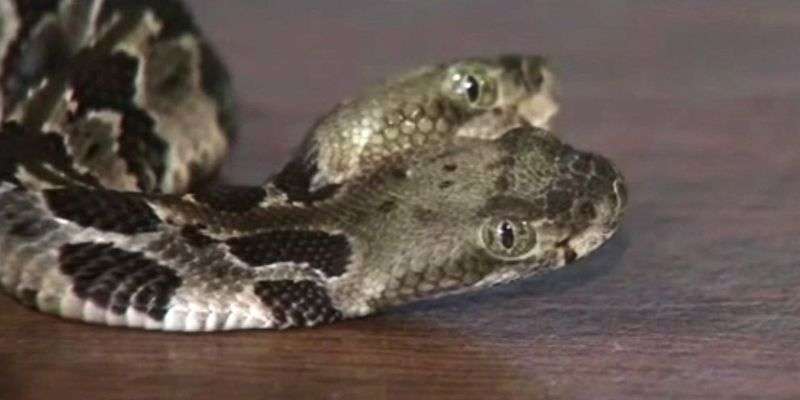 У лісі США виявили двоголову змію 