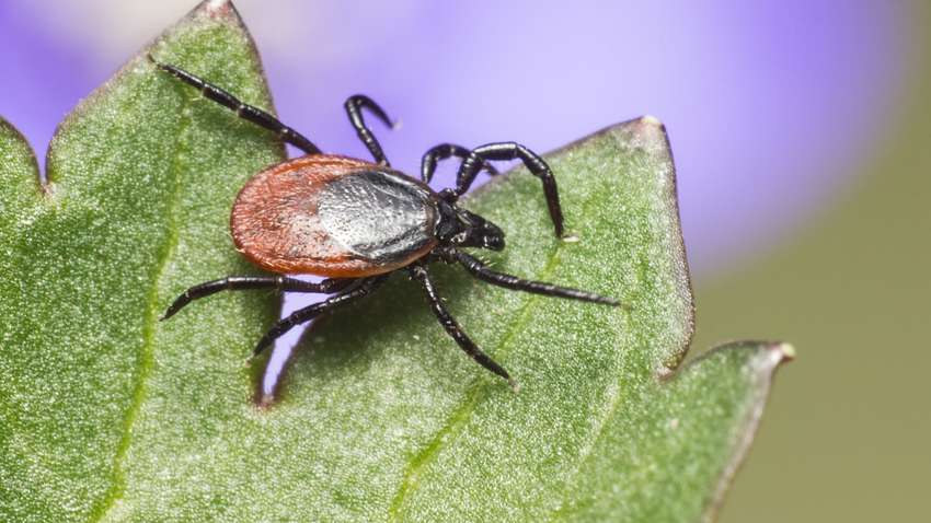 Как правильно одеть ребенка, чтобы защитить от клещей Как правильно одеть ребенка, чтобы защитить от клещей