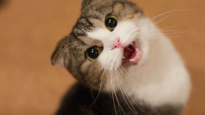 Створили додаток, який допоможе зрозуміти кішку Створили додаток, який допоможе зрозуміти кішку