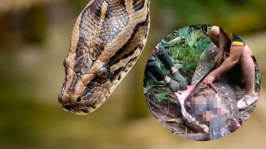 Величезний пітон проковтнув жінку: з пащі змії стирчали ноги загиблої Величезний пітон проковтнув жінку: з пащі змії стирчали ноги загиблої