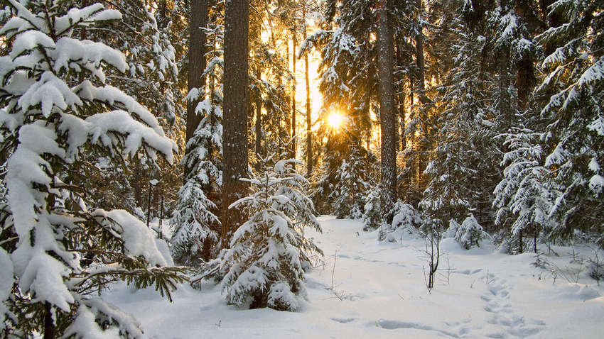 Погода на Різдво в Україні: чи випаде сніг Погода на Різдво в Україні: чи випаде сніг