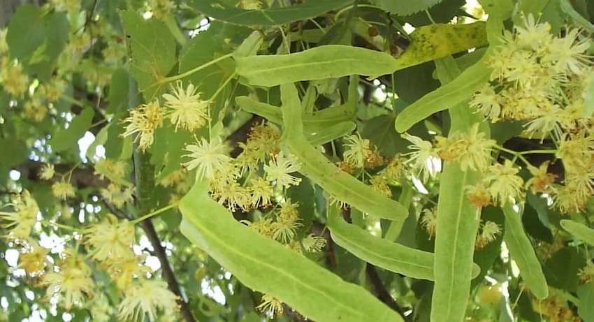 Как правильно провести день, чтобы обеспечить урожай: приметы