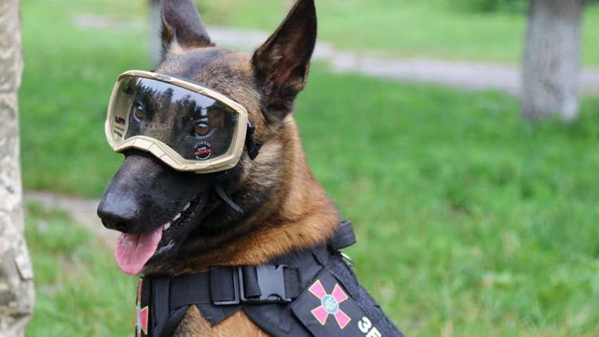 Українські чотирилапі захисники отримали сучасне екіпірування: як виглядають пухнасті помічники (ФОТО)