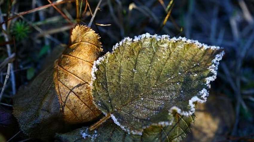 Синоптики розповіли, коли в Україні чекати перші заморозки