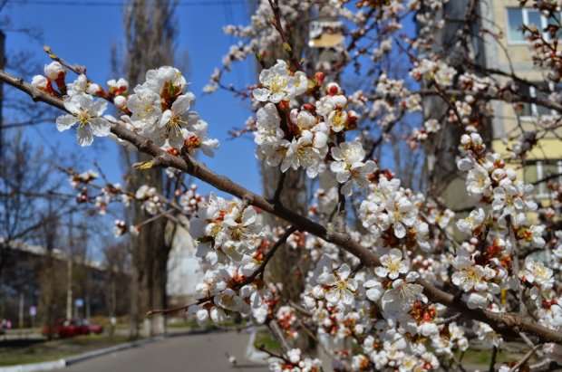 Теплые выходные в Украине: синоптики обещают до +14 градусов
