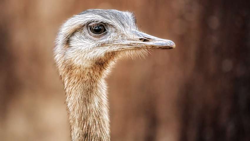У Китаї страуси, що втекли з ферми, носилися містом і влаштували справжній переполох (ВІДЕО) У Китаї страуси, що втекли з ферми, носилися містом і влаштували справжній переполох (ВІДЕО)