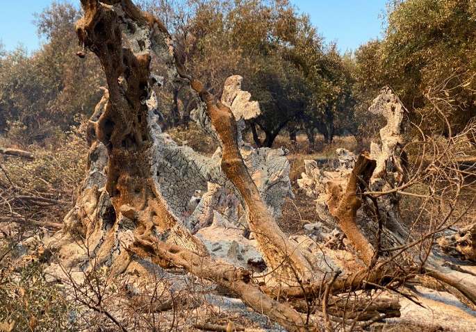 В Греции сгорело 2500-летнее дерево: что от него осталось (ФОТО)