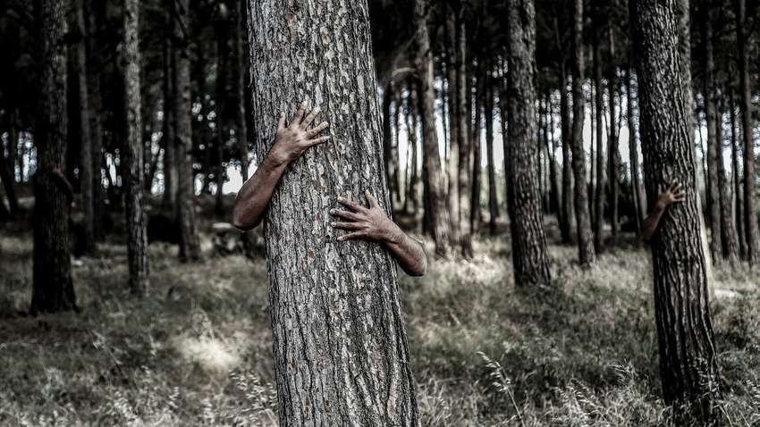 Шукай стежку і свисти голосніше: як треба діяти, якщо заблукав у лісі