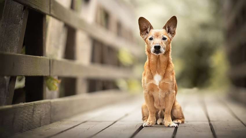 Чотирилапа мандрівниця: собака долає 6 кілометрів, щоб погавкати на мосту (Відео)