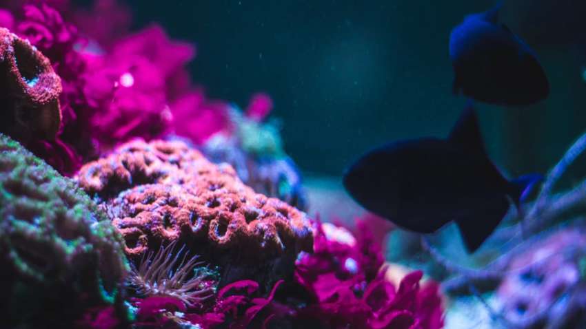 Неймовірна знахідка: в Австралії знайшли кораловий риф, який вище хмарочосів (фото) Неймовірна знахідка: в Австралії знайшли кораловий риф, який вище хмарочосів (фото)