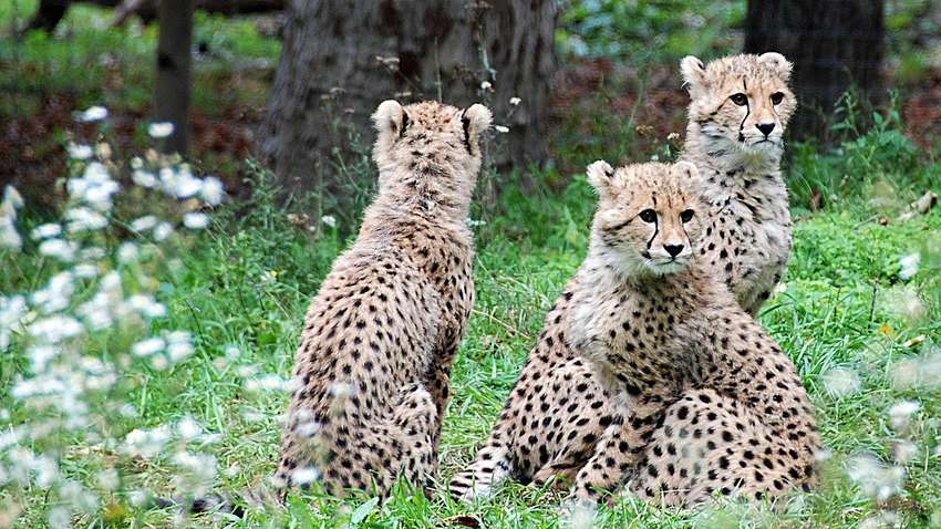 Будут вымирать один за другим: ученые рассказали, когда исчезнут большинство видов животных