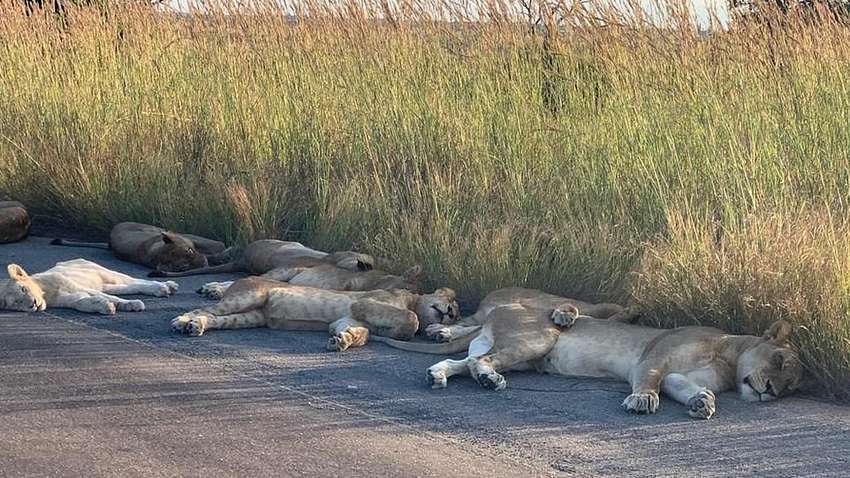 Животные заметили отсутствие человека в прежде многолюдных местах и теперь отдыхают на пляжах и дорогах