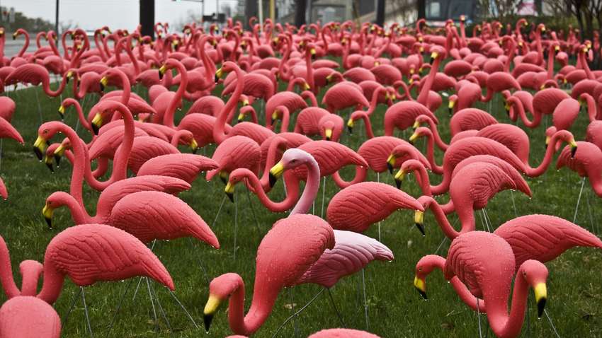 Розовые фламинго прилетели в Одесскую область из Африки
