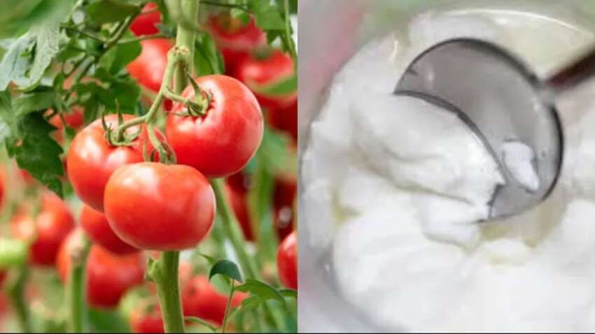 Как получить рекордный урожай помидоров: этот лайфхак дачников поразит каждого 