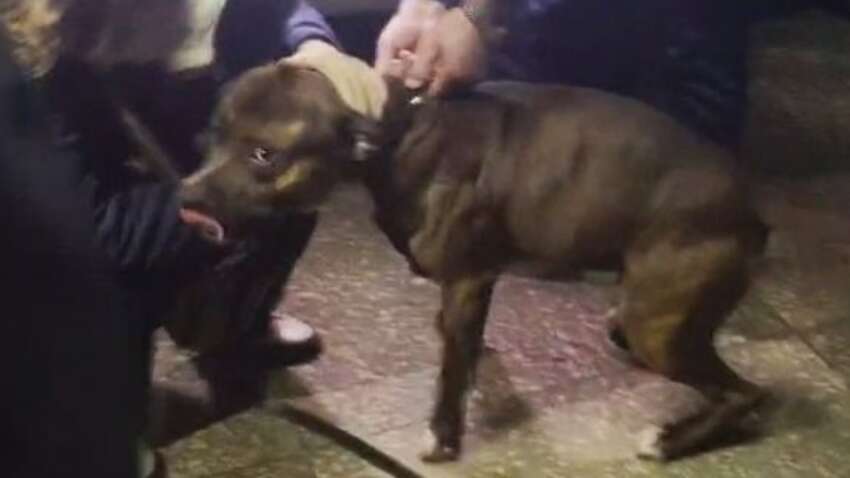 В Полтаве пес, защищавший хозяина и напавший на полицию, снова с семьей (ВИДЕО) В Полтаве пес, защищавший хозяина и напавший на полицию, снова с семьей (ВИДЕО)