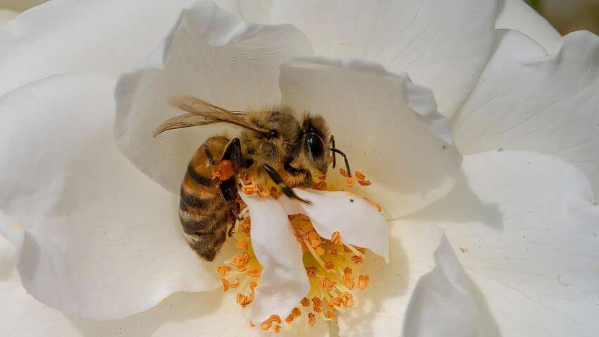 Укусила бджола: що потрібно робити негайно
