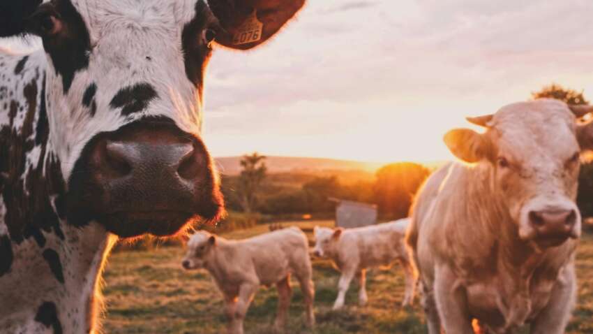 Словакия объявила чрезвычайное положение по всей стране: какая причина