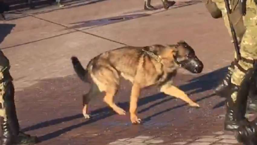 Протесты в Минске: силовики вывели собак против белорусов (видео)
