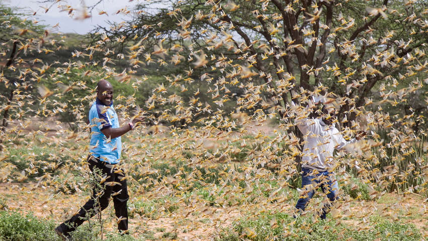 "Страшный феномен саранчи в Восточной Африке": ООН объявила тревогу