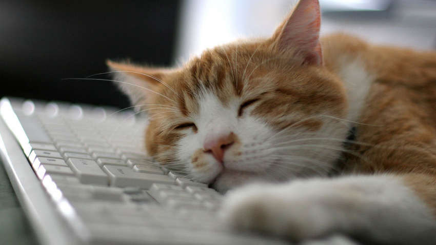 Почему кошкам нравится спать на клавиатуре