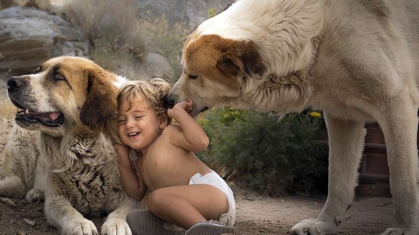 Почему детям полезно иметь собаку: ученые озвучили результаты исследования  Почему детям полезно иметь собаку: ученые озвучили результаты исследования