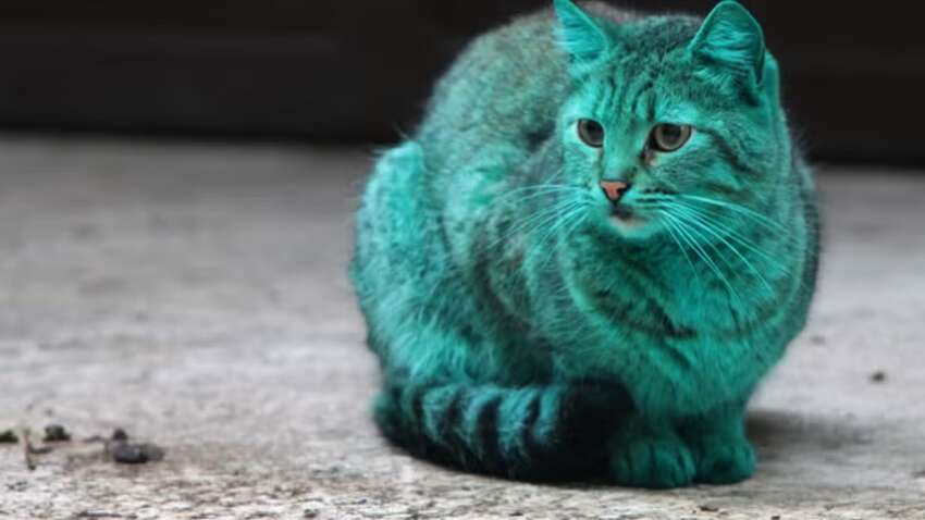 Зеленая шерсть кота помогла девушке разоблачить измену мужа