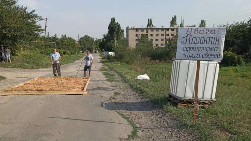 Поблизу Запоріжжя лютує африканська чума свиней