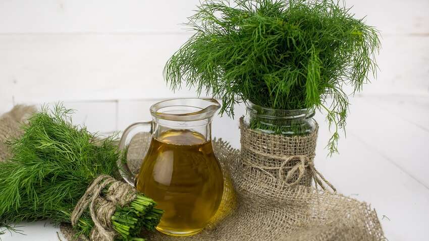 Кріп, як з грядки: як зберегти свіжість зелені до зими