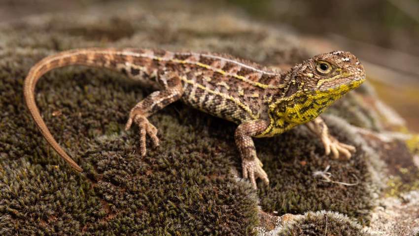 В Австралии нашли безухого дракона: животное считалось вымершим 50 лет В Австралии нашли безухого дракона: животное считалось вымершим 50 лет