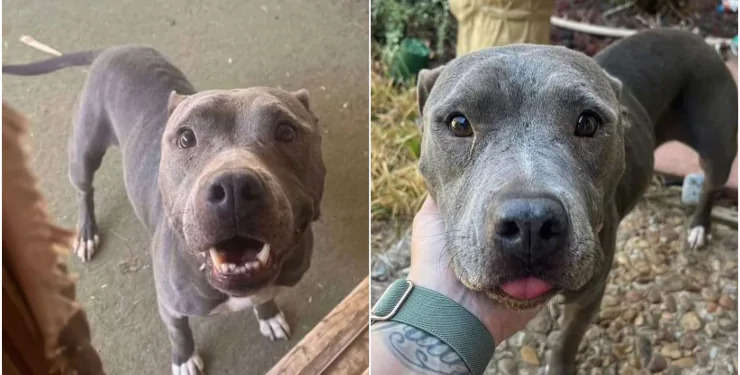 Загублений пітбуль знайшовся через два роки за 1400 км від дому