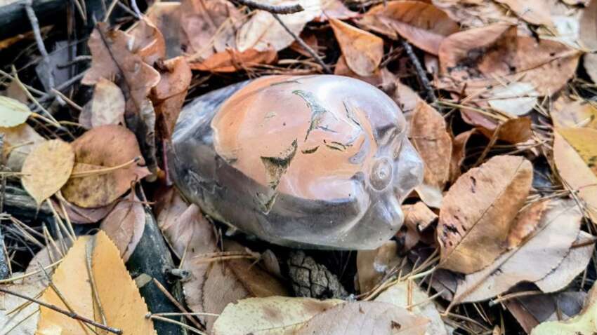 В Киевской области белый гриб вырос внутри пластиковой бутылки: фото необычного гриба