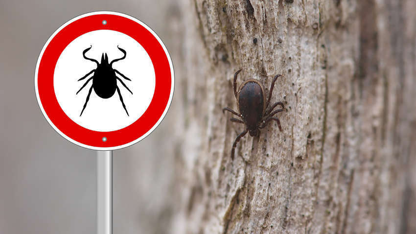 Це три найкращі засоби від кліщів: вони допоможуть уникнути небезпечних укусів