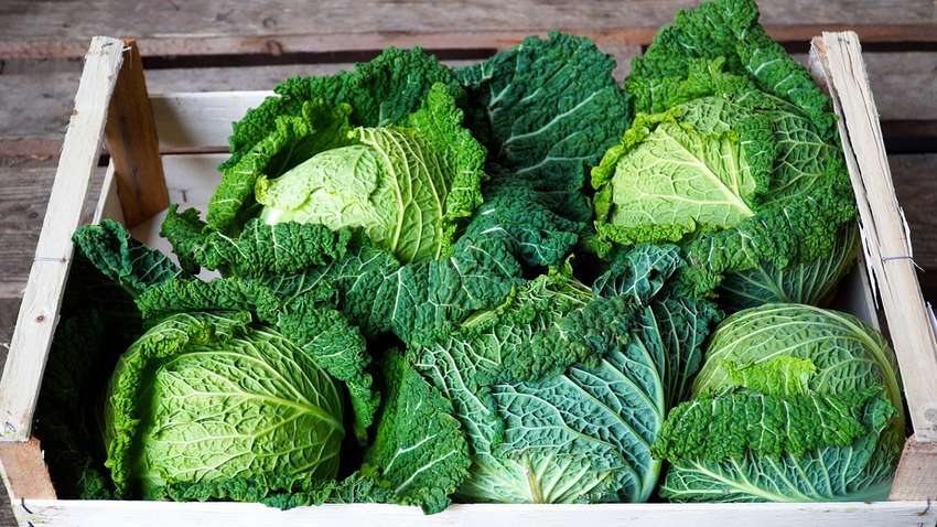 Уникальные свойства капусты, о которых знают не все: овощ помогает воплотить мечту женщин